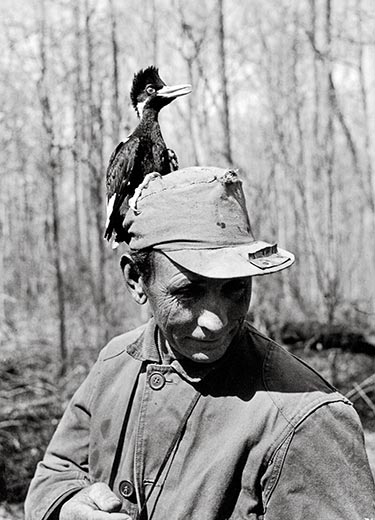 TYWKIWDBI ("Tai-Wiki-Widbee"): Photos of the ivory-billed woodpecker