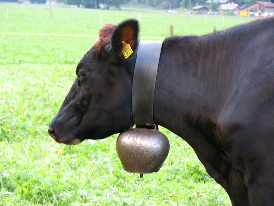 Cowbell Pictures