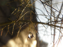 MON JARDIN AUTREMENT