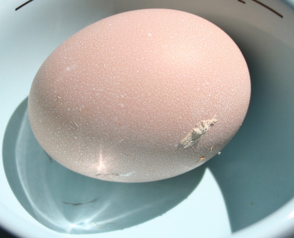[IMG_9865firstegg2.jpg]
