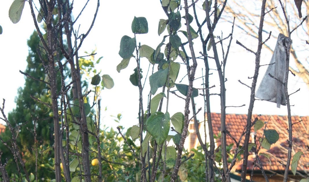 Chookie's Back Yard How to Prune a Quince Tree and How to Treat Scale