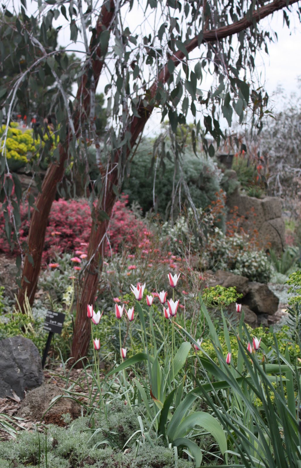 Chookie's Back Yard Melbourne Botanical Gardens