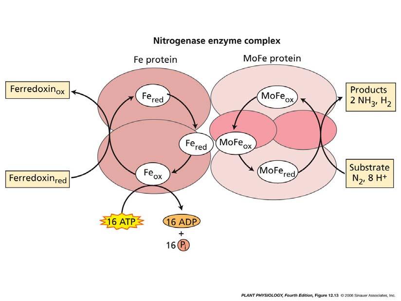 n0b3l1a Bacteria Nitrogen Fixation