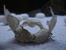 Silkmoths Mating Love