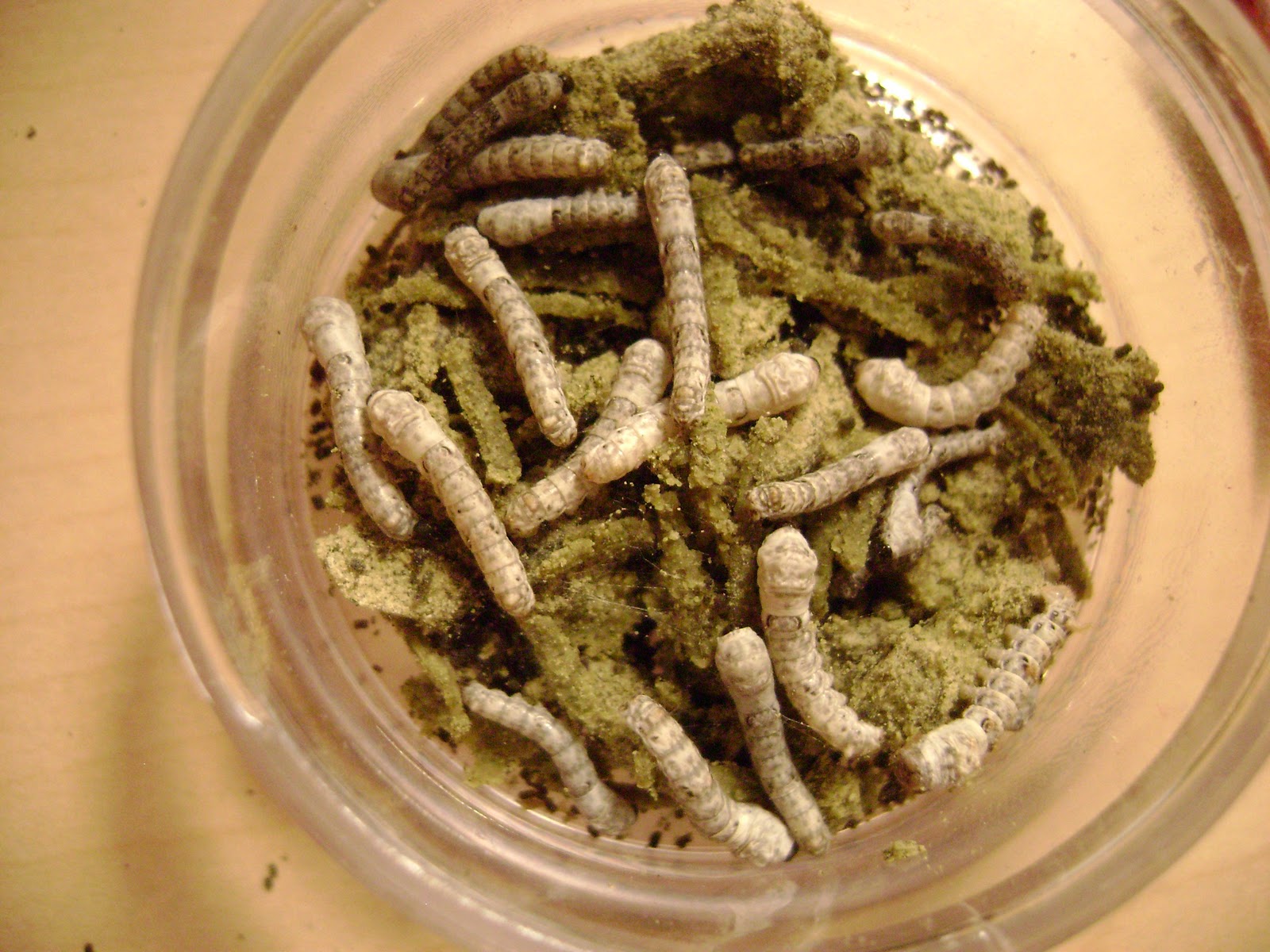 The Tao of Worm Farming Silkworms