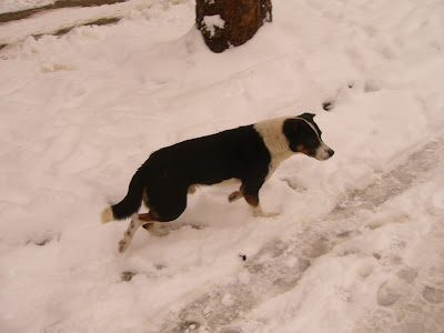 Frostbitten Stray Dog in Yambol