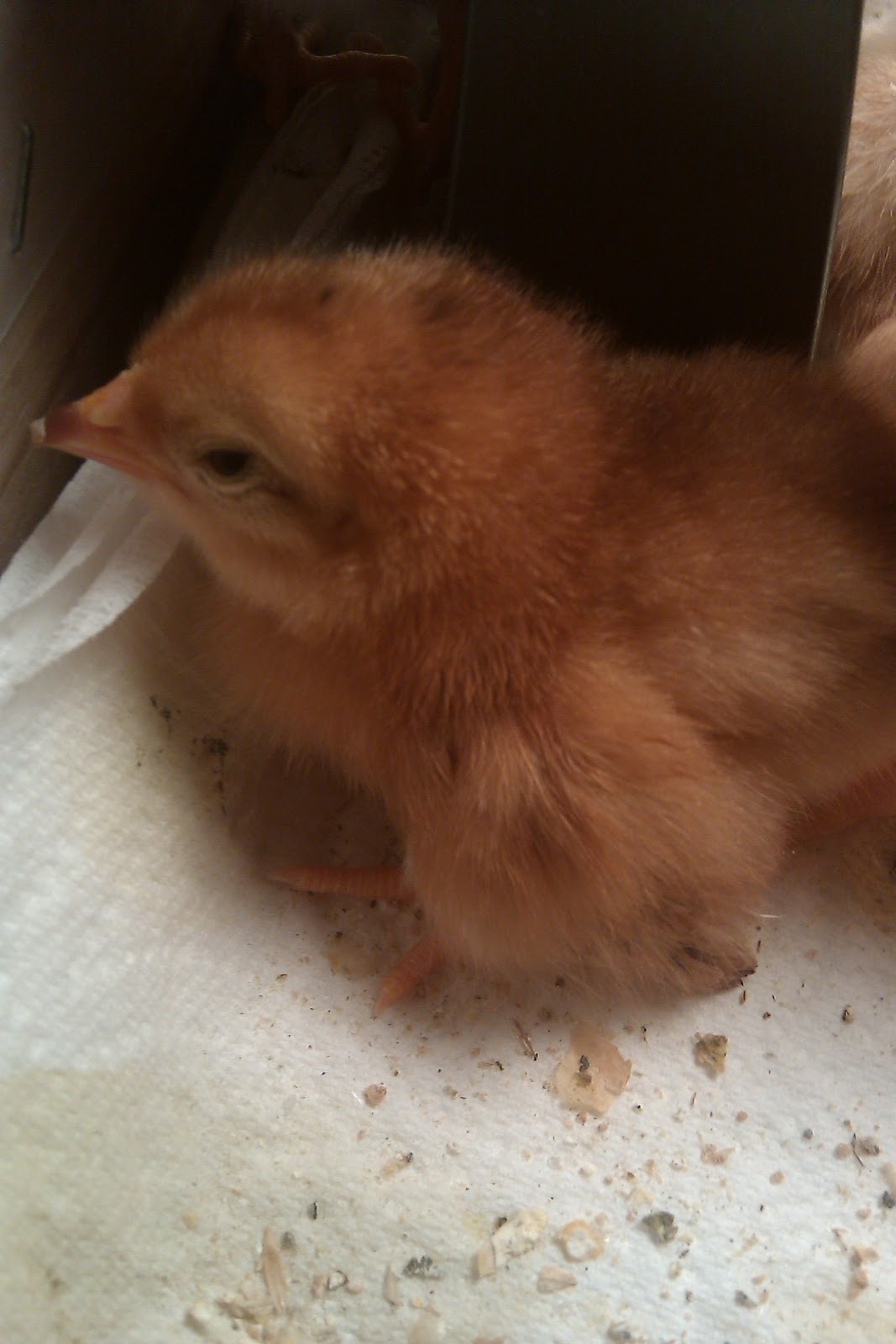 Green Roof Growers Chicks In A Box The Next Big Thing