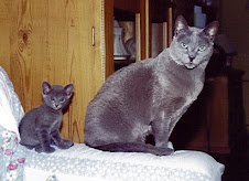 Bebop, my first Russian Blue boy