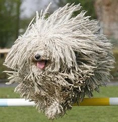 Mop-top mutt set to wipe the floor with the other pups at international dog show