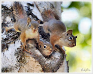 3 Squirrels