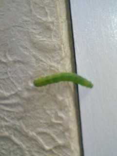 [081104_2003~01-734276.JPG]