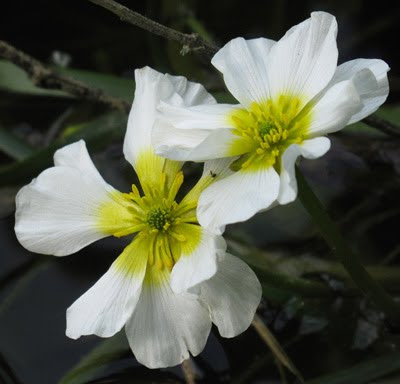 une fleur - blucat 25 septembre trouvée par Suri Ranunculus+fluitans+Ourches++17-5-10+149