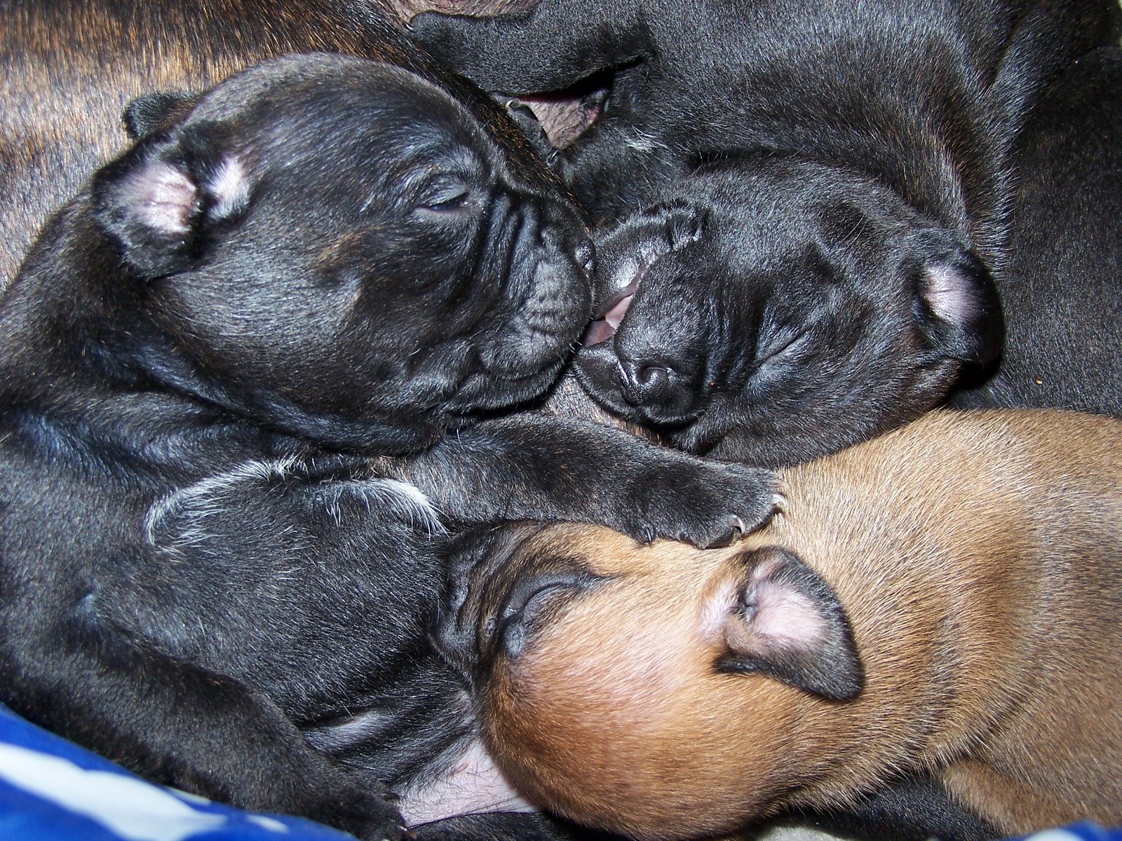 [puppies+sleeping.jpg]