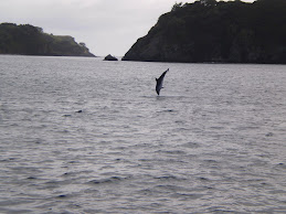 Dolphins and Bay of Islands