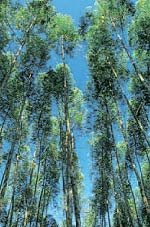 Lyptus Tree