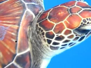 [Day+54+-+turtle-786605.JPG]