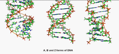 Structure of different forms of DNA