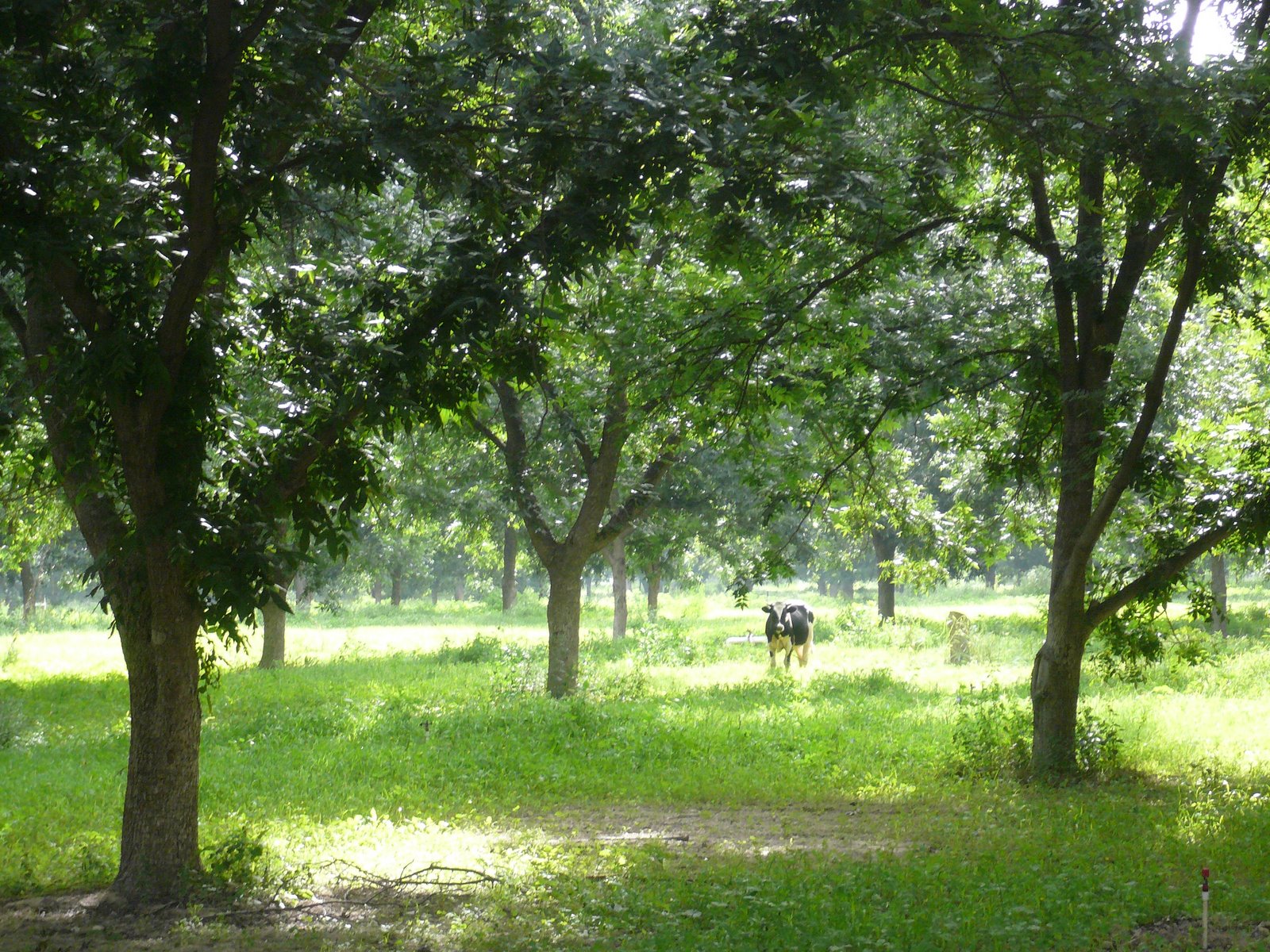 [our+Mexican+backyard.JPG]