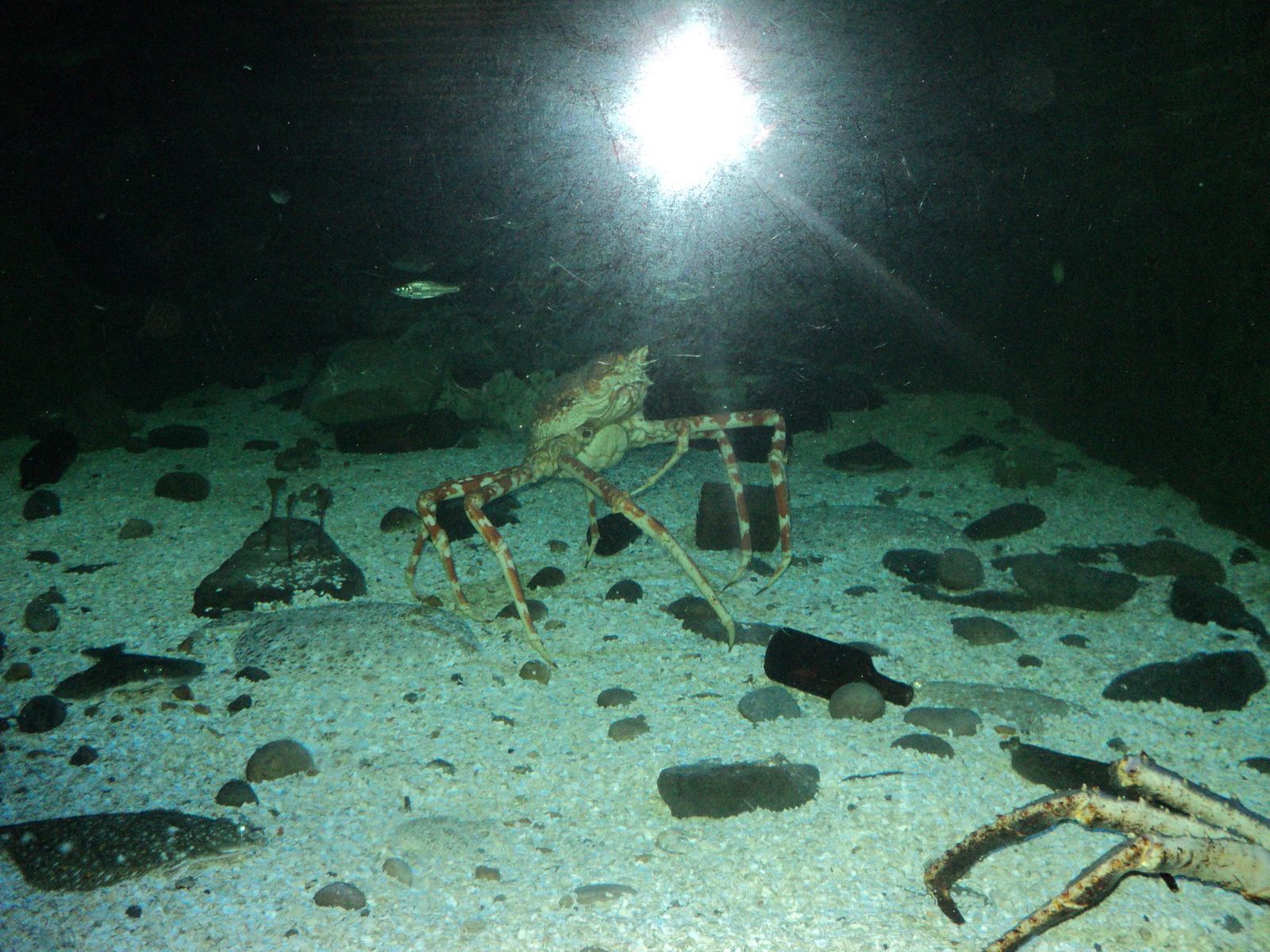 Levensboomblog jongste lager: januari 2011