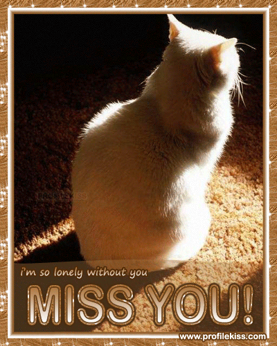 i miss you cat
