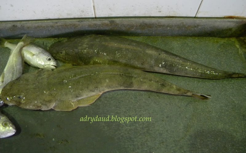 Ikan Baji