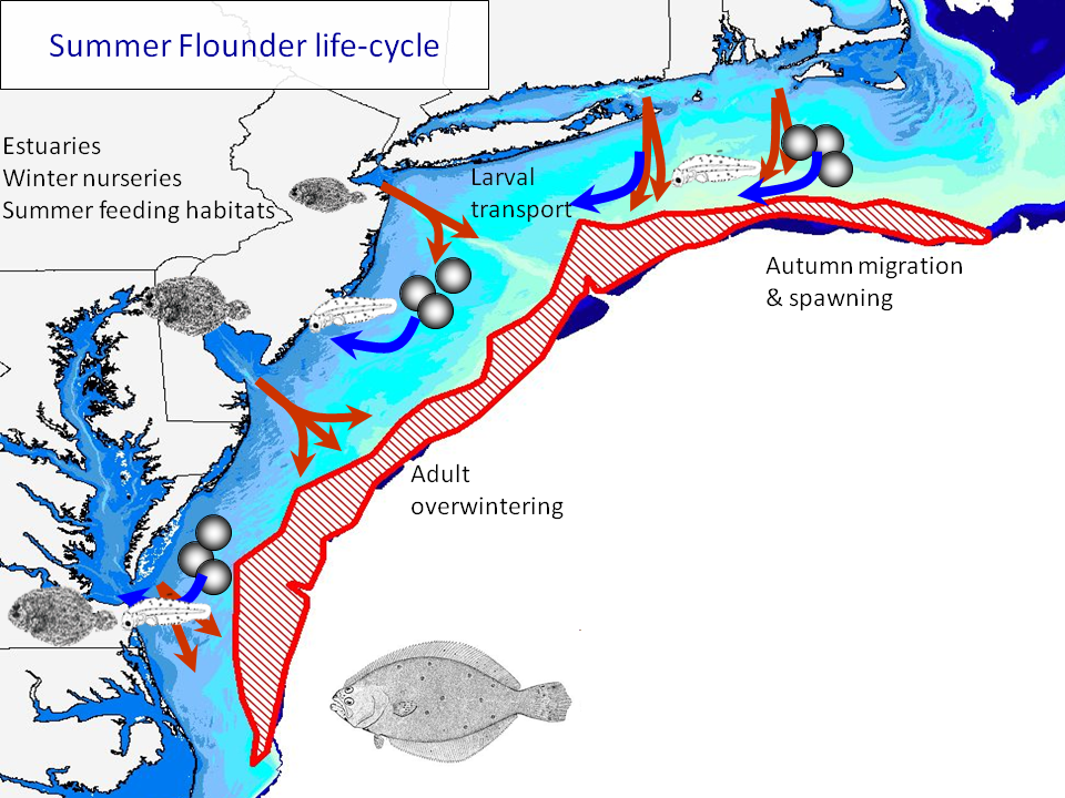 Ecology of Coastal Ocean Seascapes “Now where are all those kids I