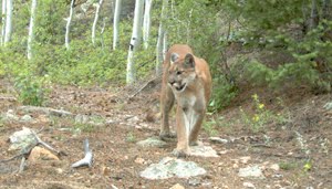 A mountain lion photographed by my trail camera