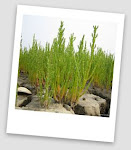 Salicornia