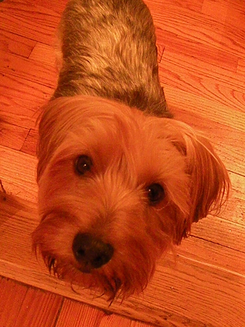 [Jack+after+bath.JPG]