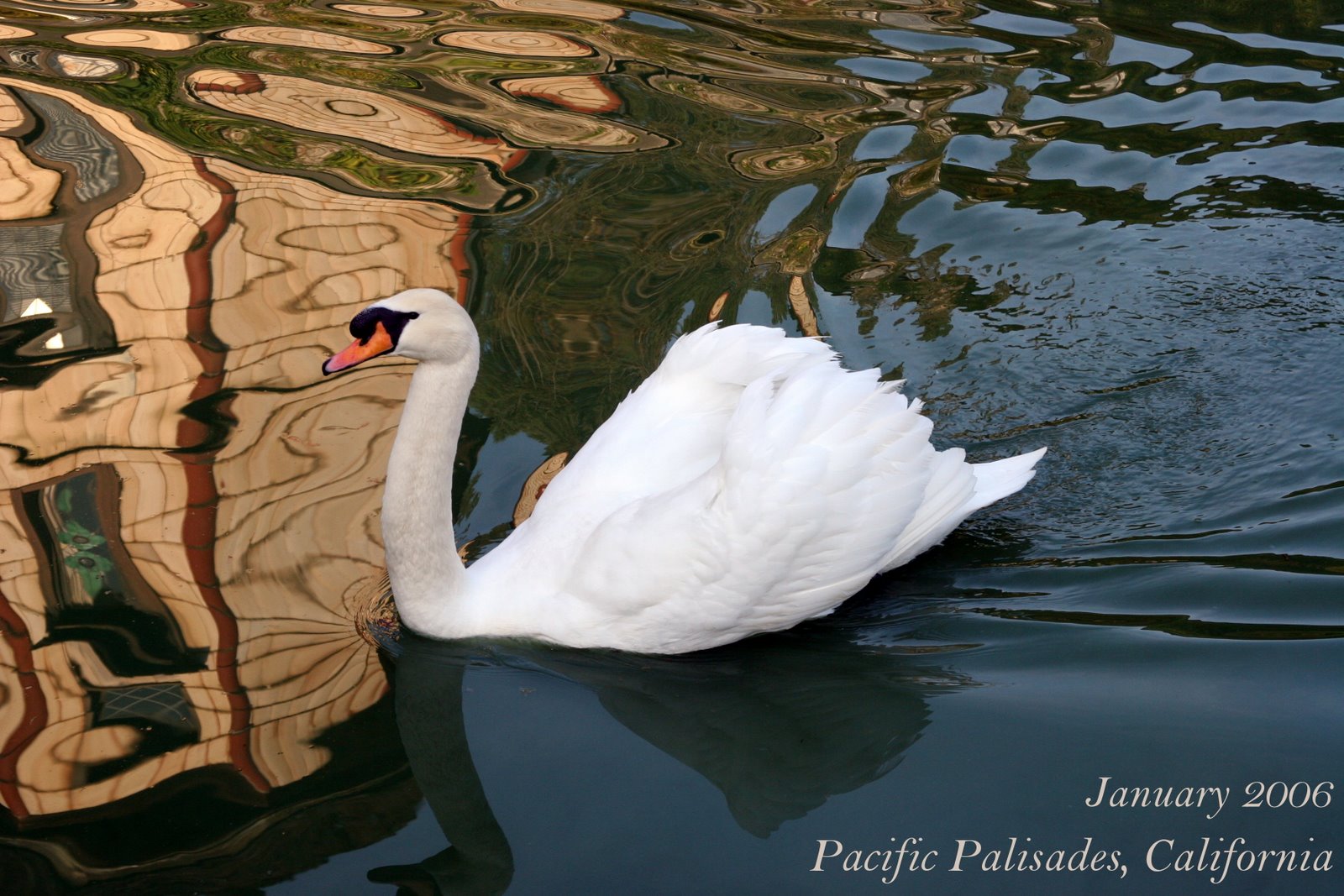 [swan.JPG]