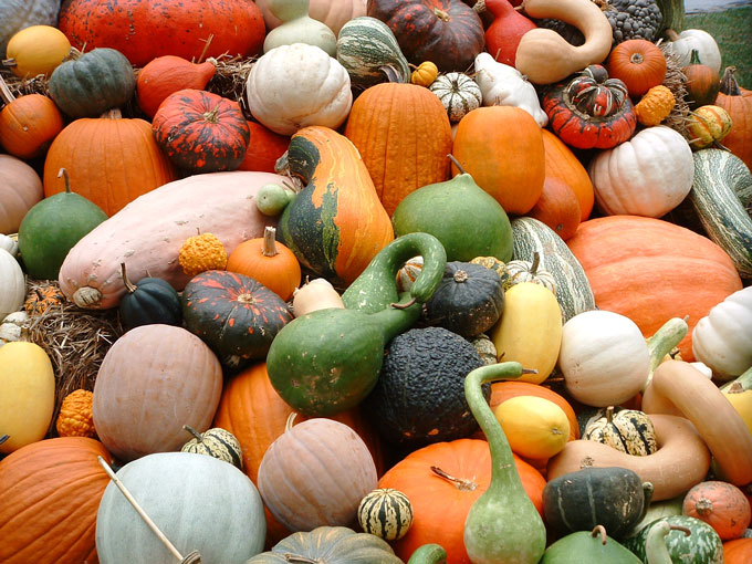  gourds and pumpkins…blue cloudless skies…clever scarecrows in straw hats 
