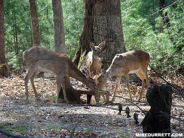 [easter-deer-2.jpg]