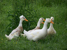 We're the Puddleduck family