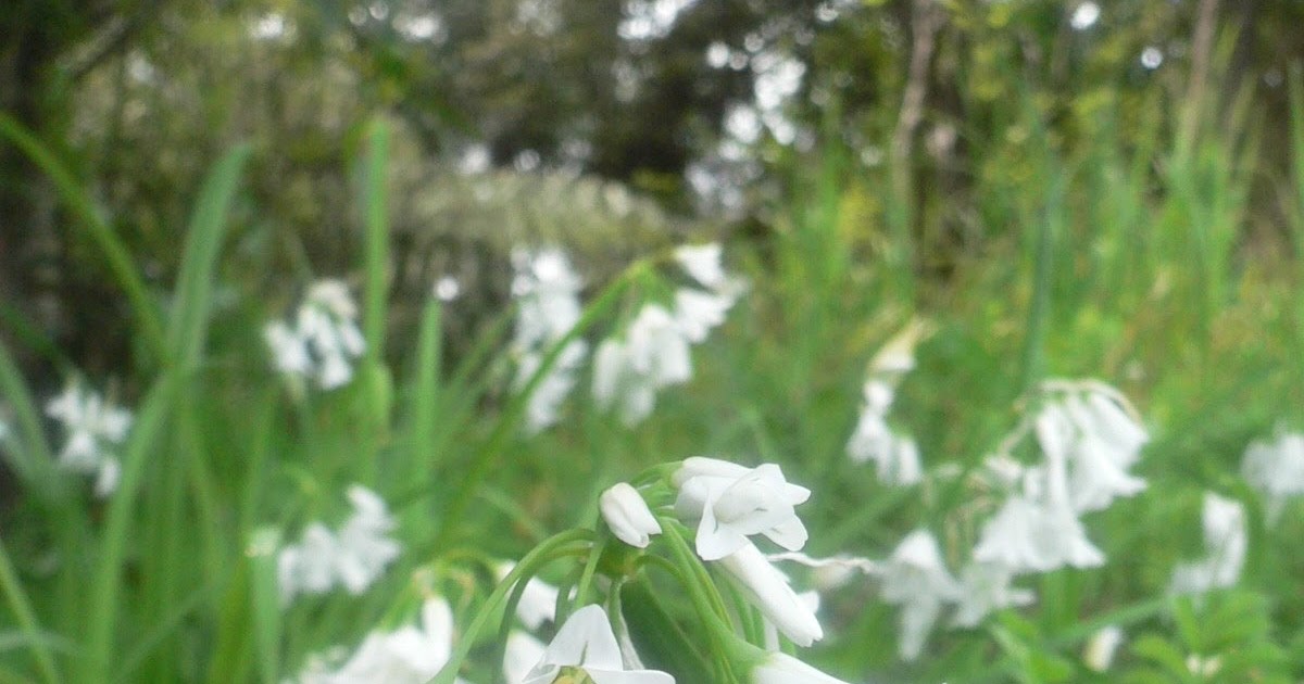 Vegan Recipes How to cook with Onion Weed