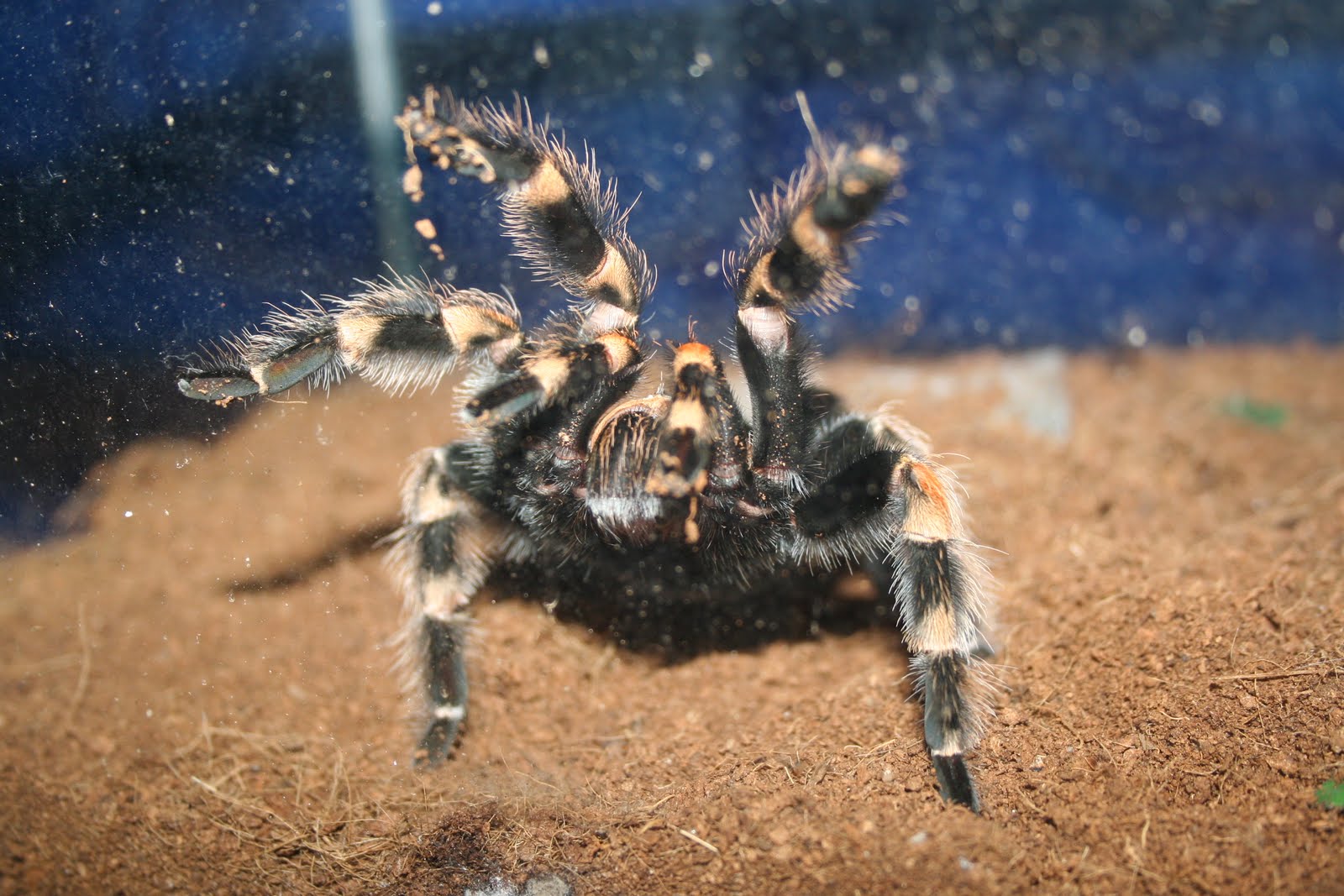 Spider Pet