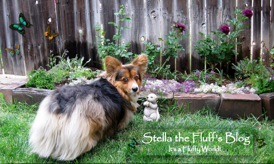 Stella The Fluff