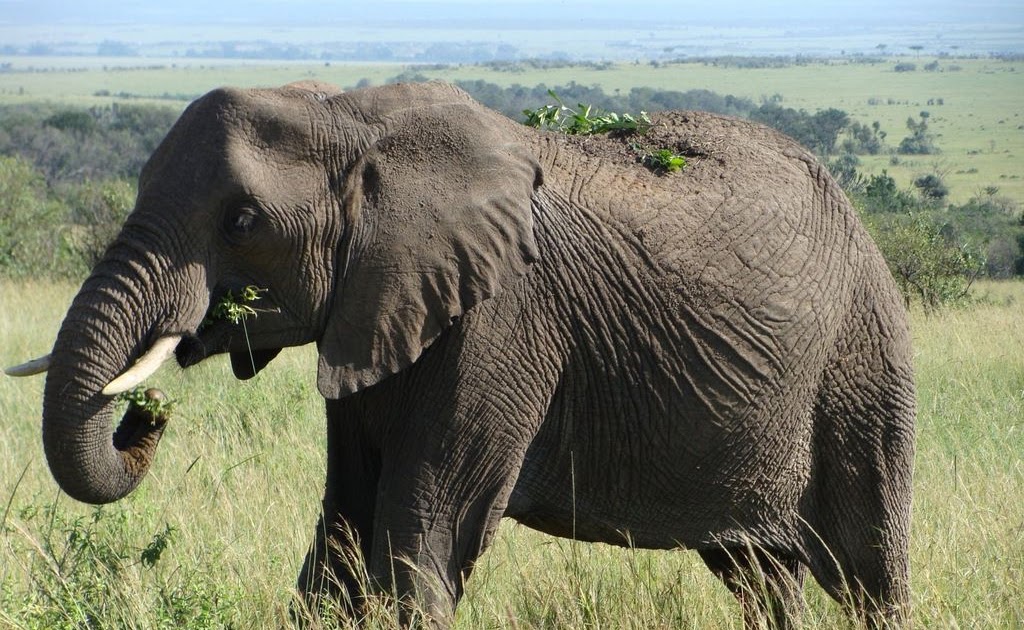 jungle life: pictures of african jungle & animals