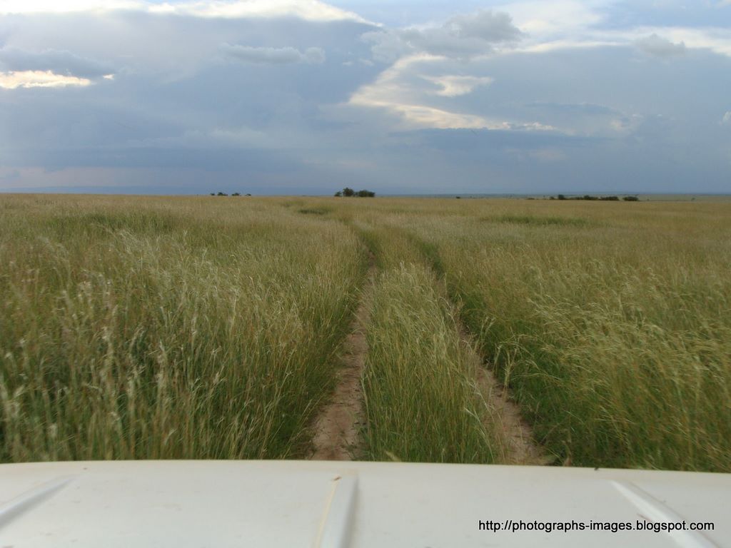 [Road+from+grass.+Kenya+masai+mara+savaanah+grassland.jpg]