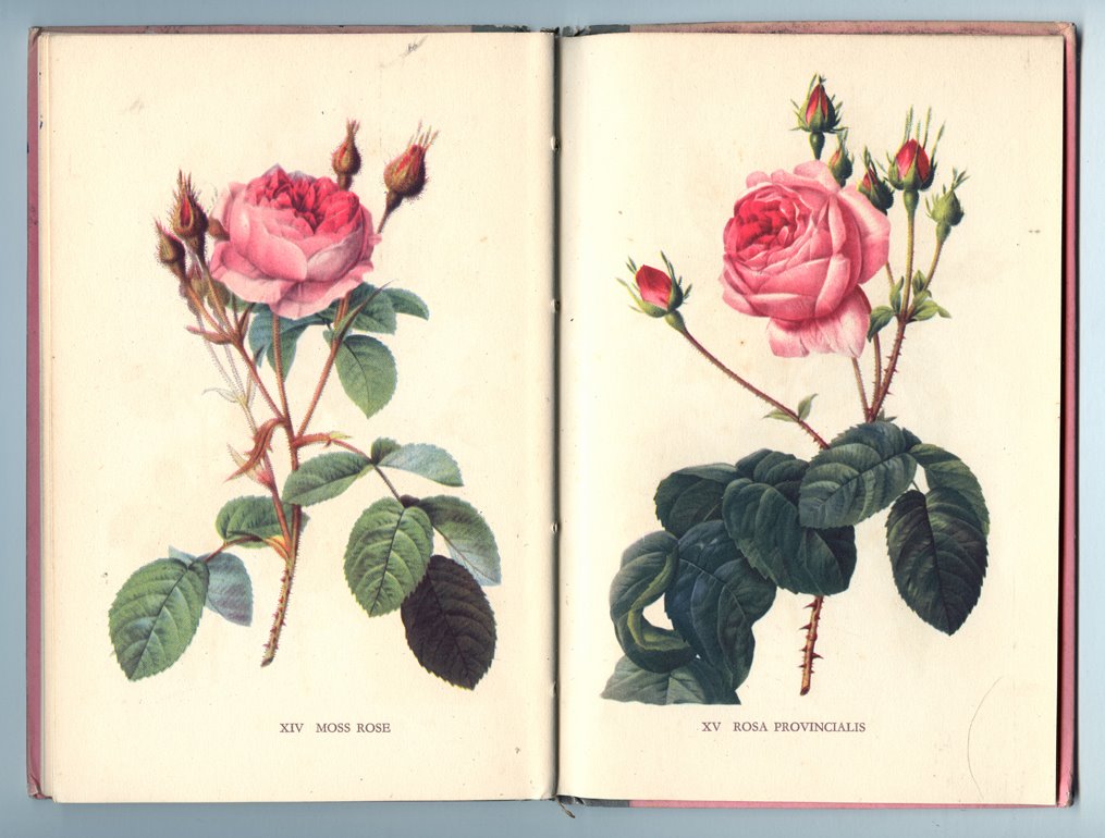 [A+book+of+roses02.jpg]