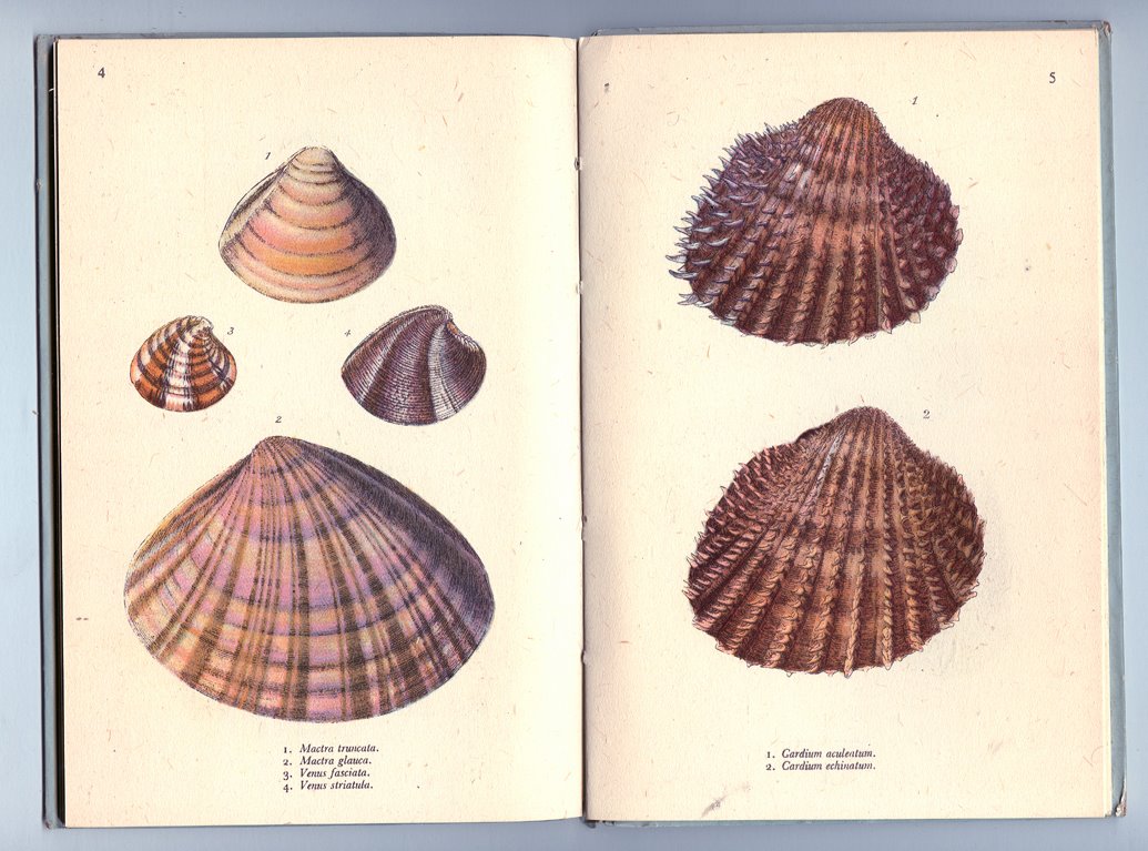 [British+Shells01.jpg]