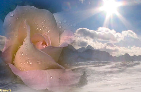 [rosa-neve.jpg]