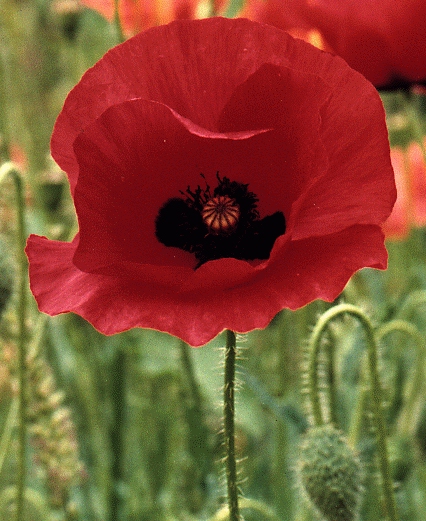 Flanders Poppy