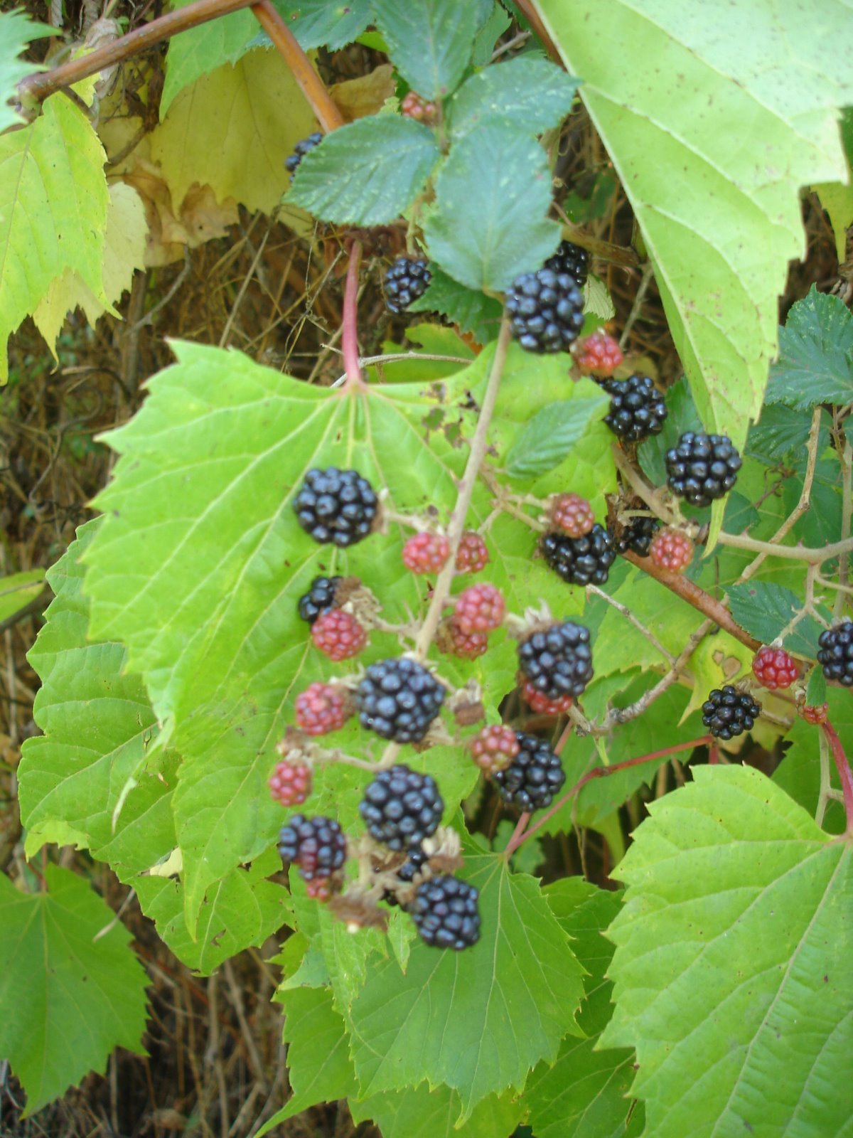 [DSC06703.JPG]