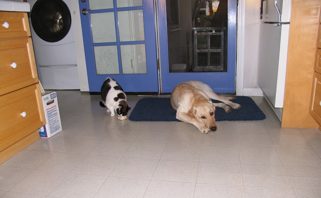 Dog Training Tips With Pictures Dog Training Tips With Pictures