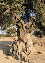 The Olive Tree