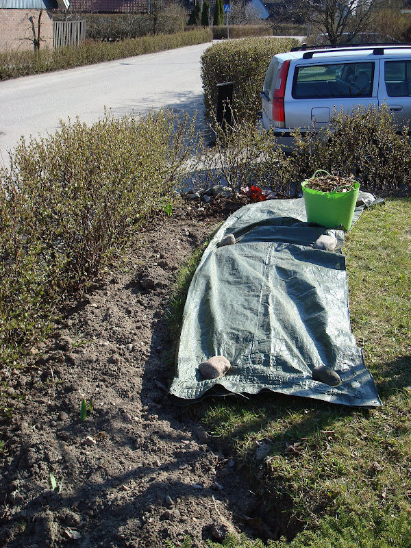 Trädgårdsblogg Thorins Trädgård Sth3