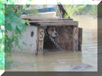 [FloodDog_small.jpg]