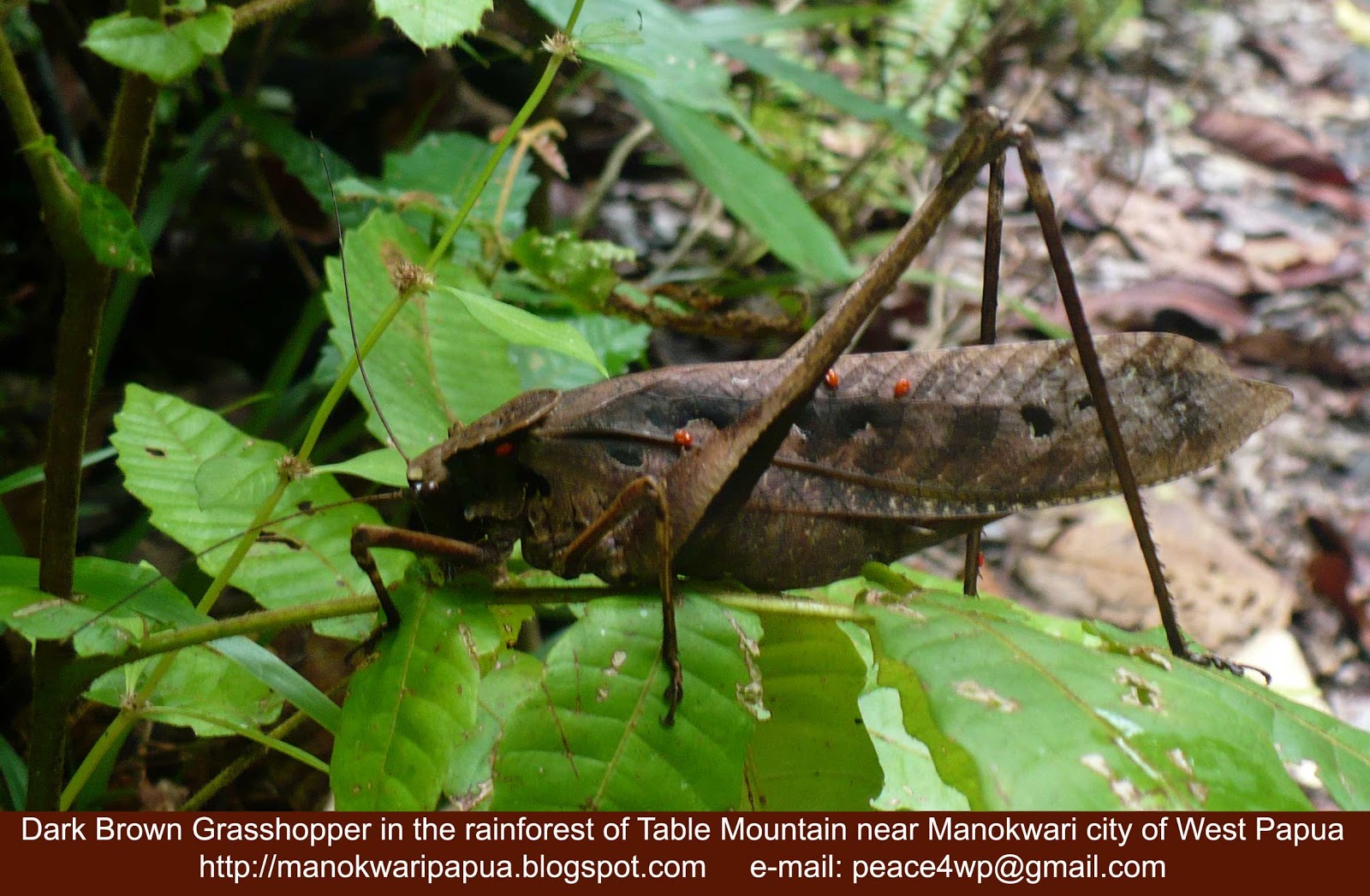 Birding and Wildlife Watching Rainforest insects