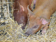 Our Piggies!