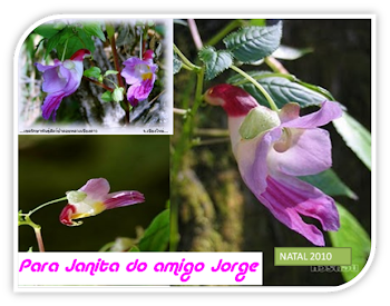 Flor da Sorte--A mais bela prenda que recebi, antecipadamente, neste NATAL.